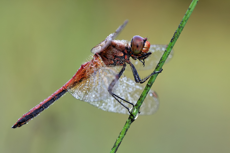 Libelle des Jahres 2015