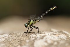 Libelle des Jahres 2017 - die Gemeine Keiljungfer