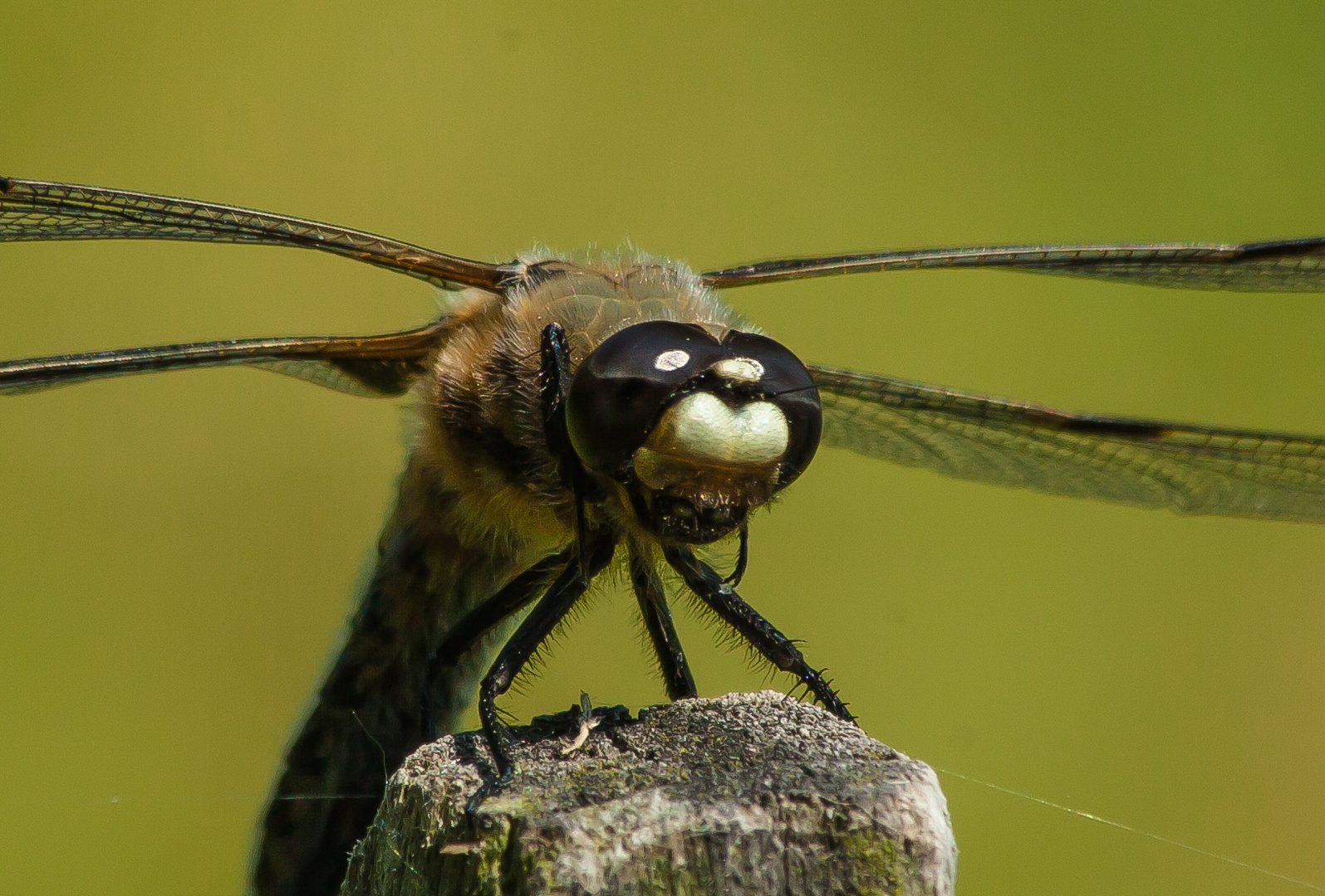 Libelle