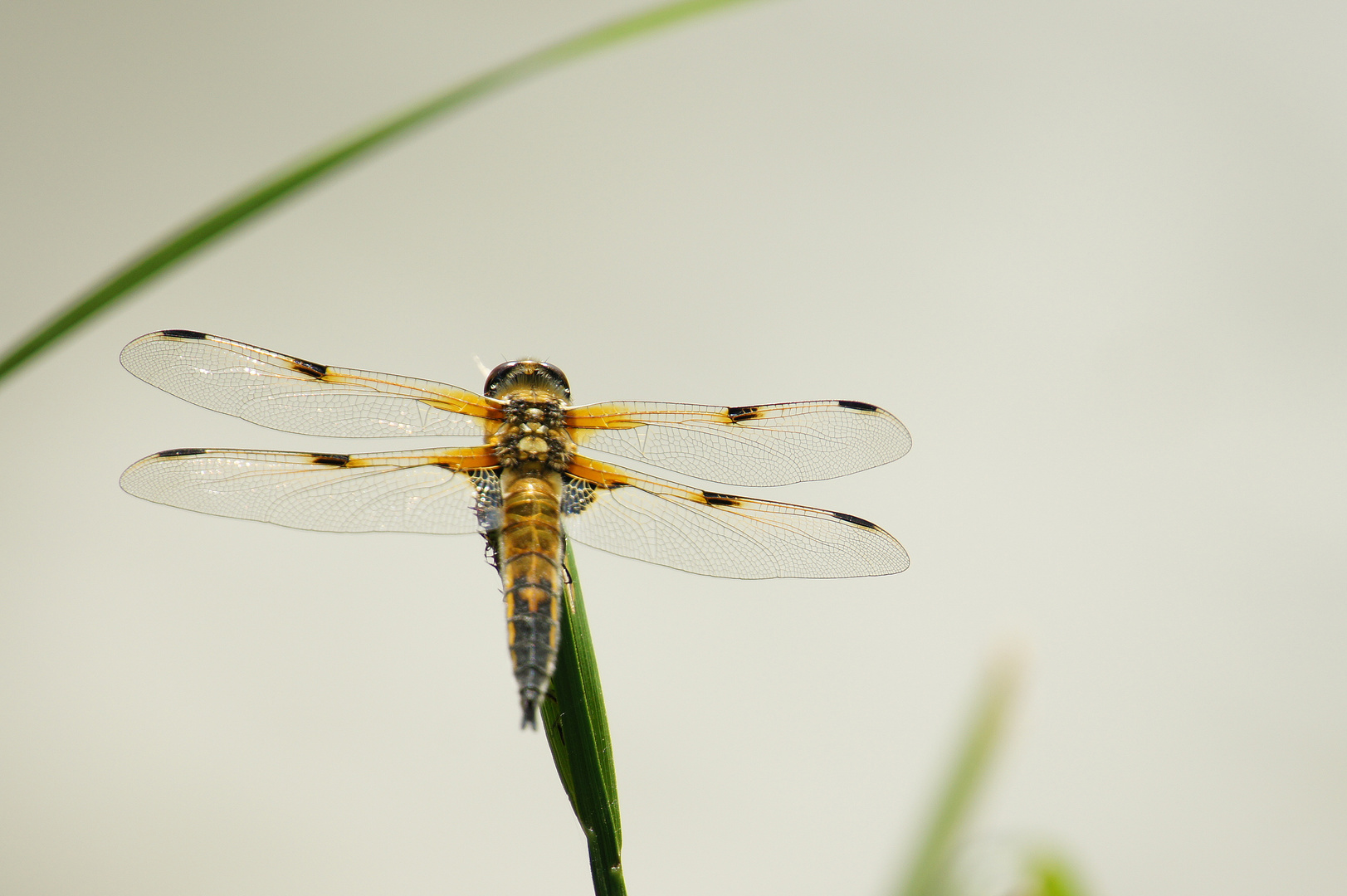 Libelle die 2te gleicher Tag gleicher Ort