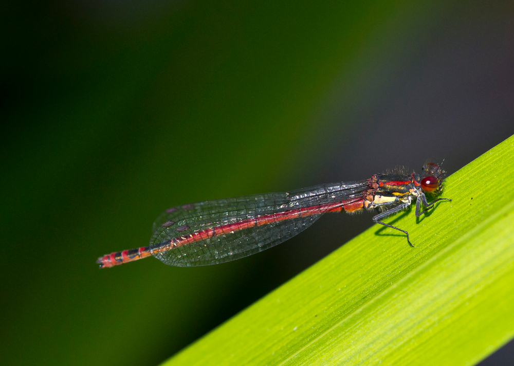 Libelle... die Erste