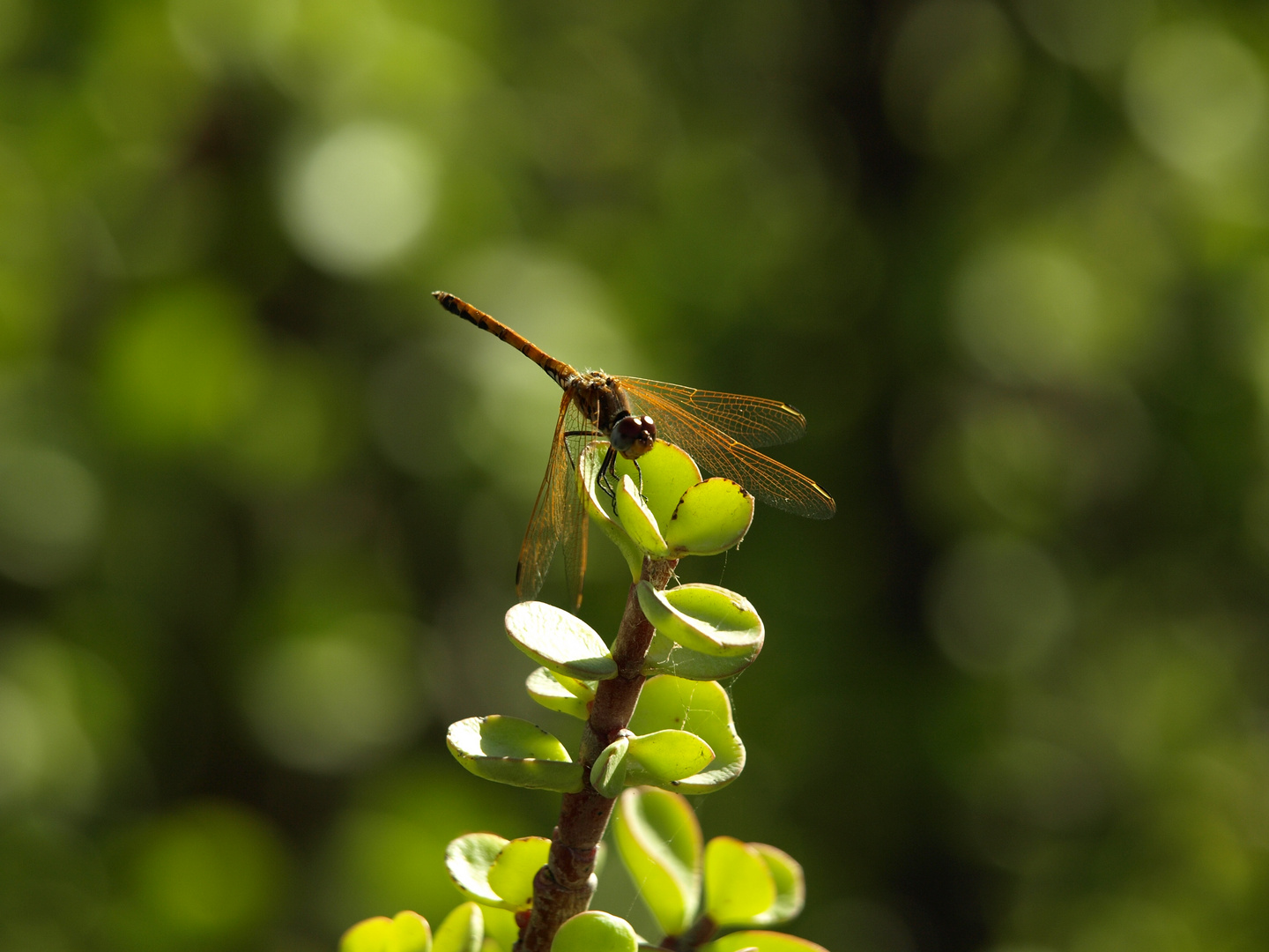 Libelle die Erste