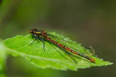 Libelle die erste die ich erwischt habe.