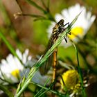 LIBELLE - DIE ERSTE IN DIESEM JAHR