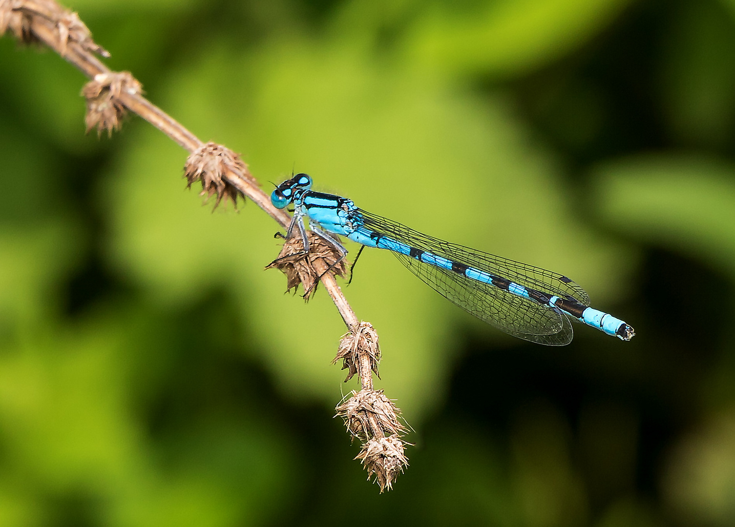 Libelle (die kleine blaue)