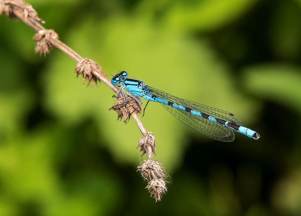 Libelle (die kleine blaue)