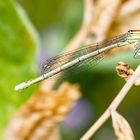 Libelle die mir geradewegs in dei Augen schaut 