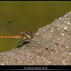 Libelle, die stillhält, aber der Fotograf leider nicht...