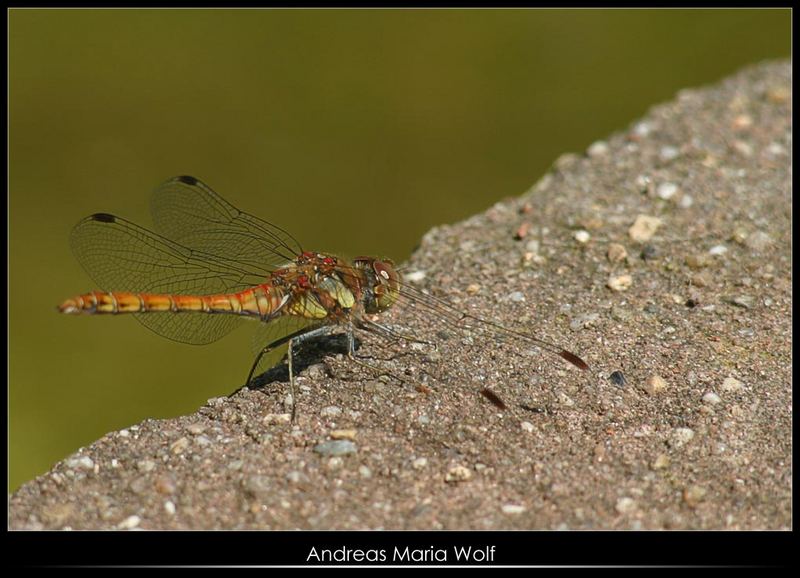 Libelle, die stillhält, aber der Fotograf leider nicht...