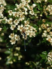 Libelle die von einer Spinne ausgesaugt wird