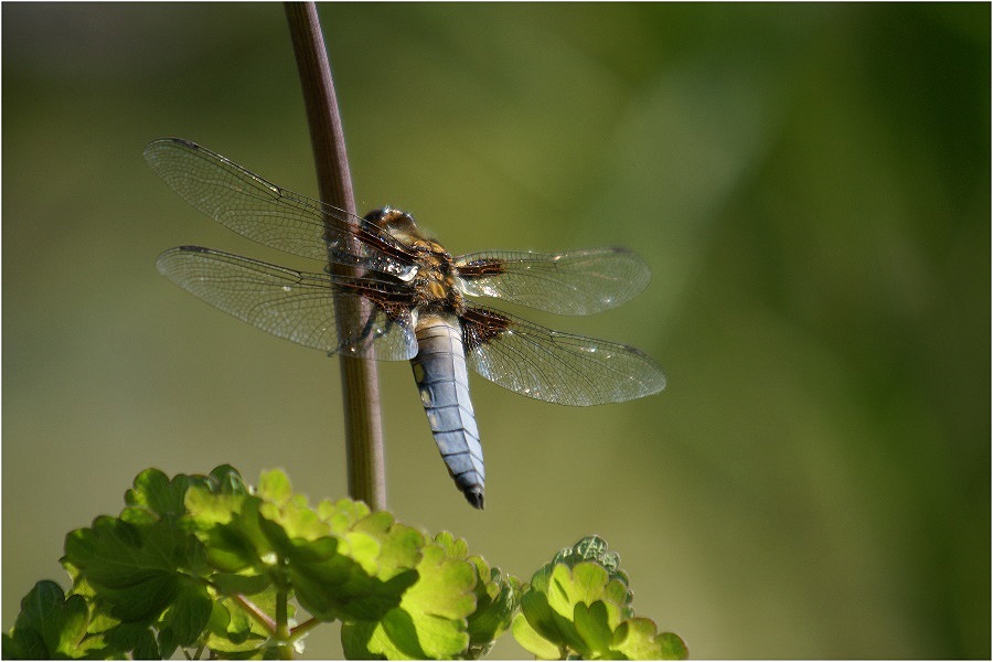 Libelle die "Zweite"