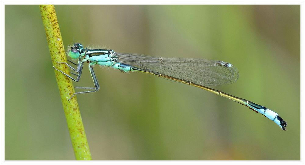 Libelle - diesmal in türkis