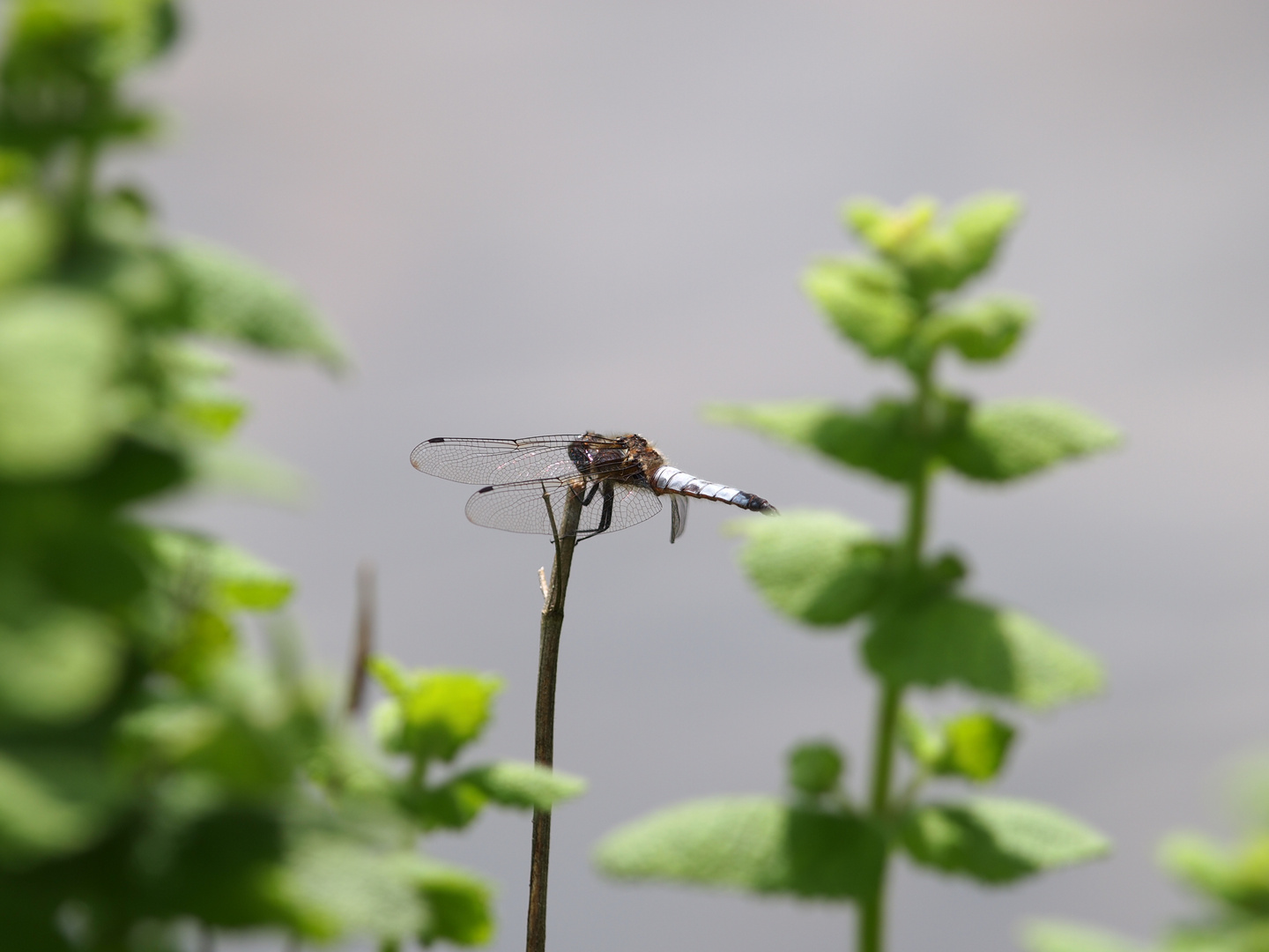 Libelle Dordogne 01