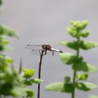 Libelle Dordogne 01