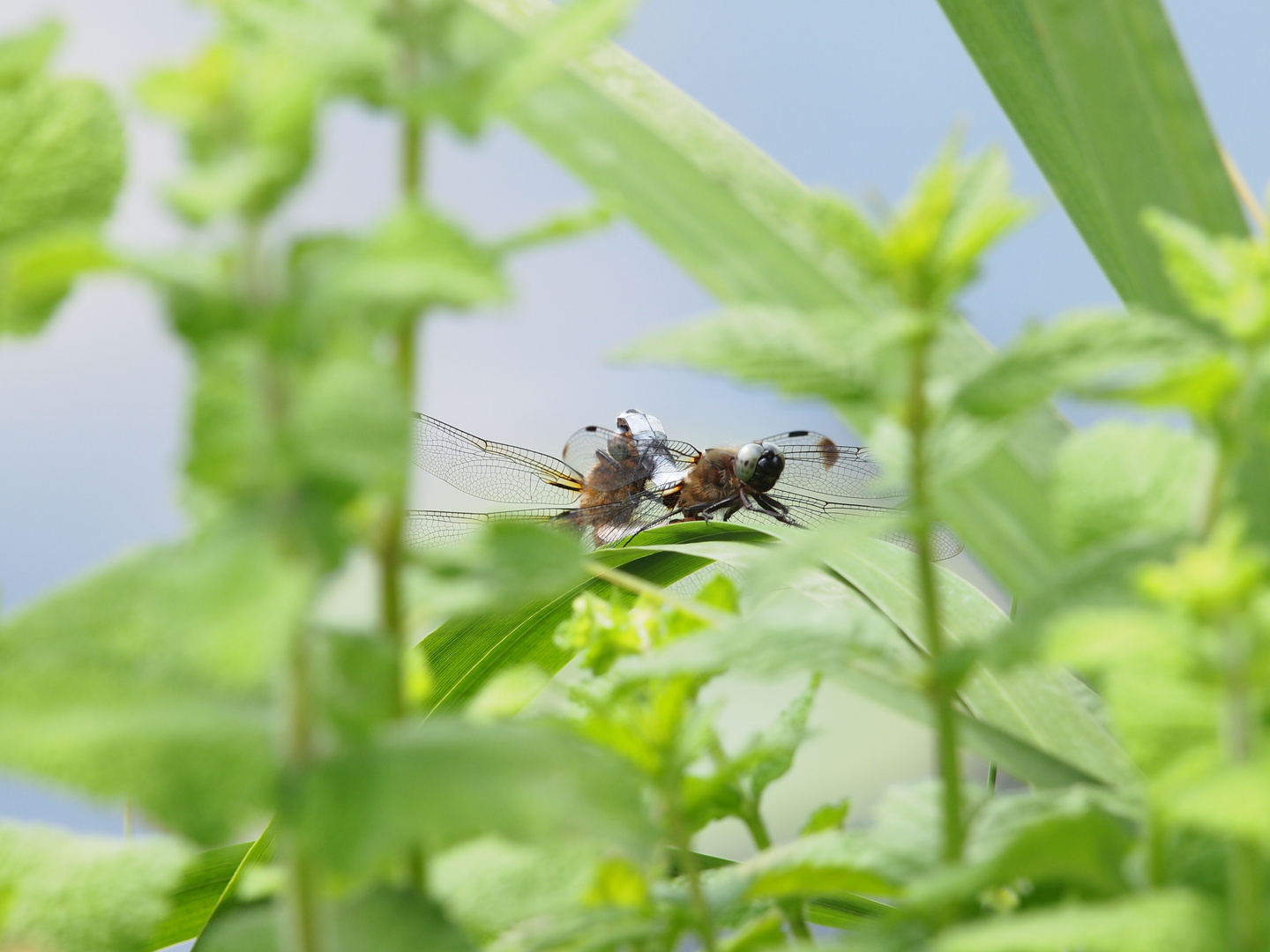 Libelle Dordogne 02