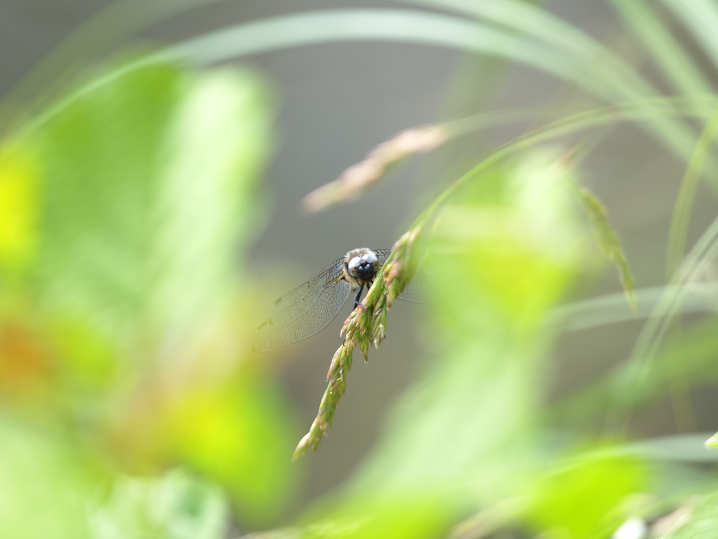 Libelle Dordogne 04