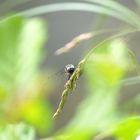 Libelle Dordogne 04