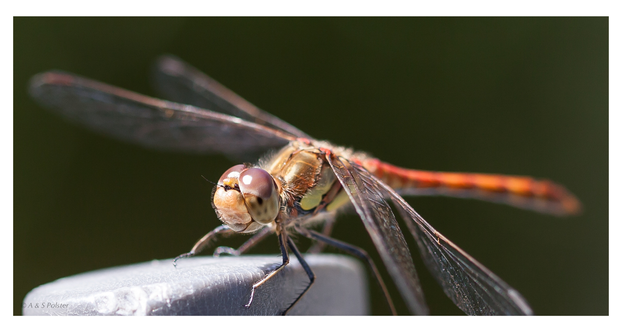 Libelle / Dragonfly (1)