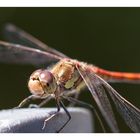 Libelle / Dragonfly (1)