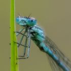 Libelle / Dragonfly