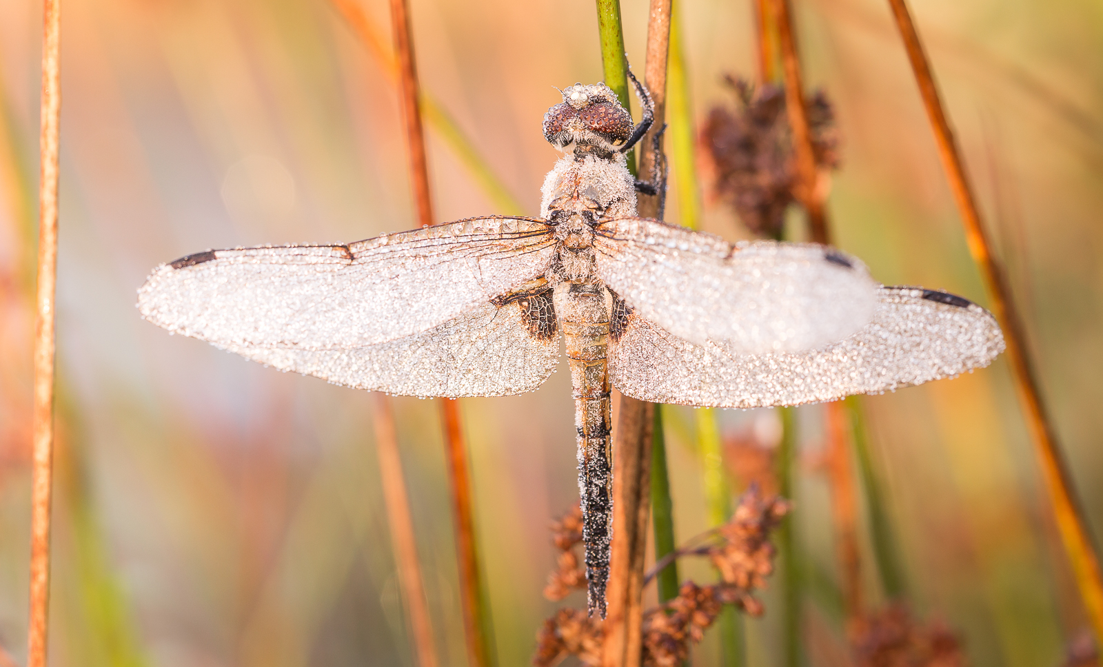 Libelle  | Dragonfly