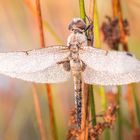 Libelle  | Dragonfly