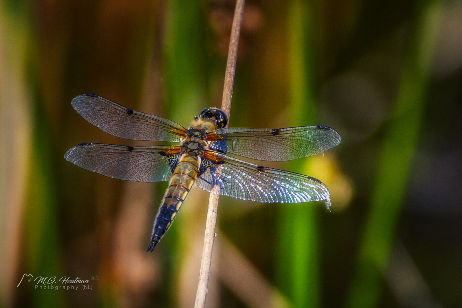 Libelle (Dragonfly)