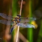 Libelle (Dragonfly)