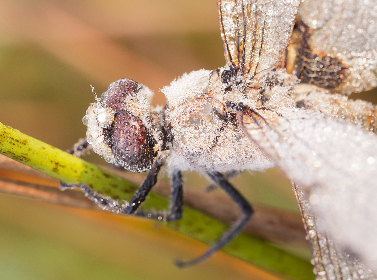 Libelle | Dragonfly Macro