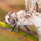 Libelle | Dragonfly Macro