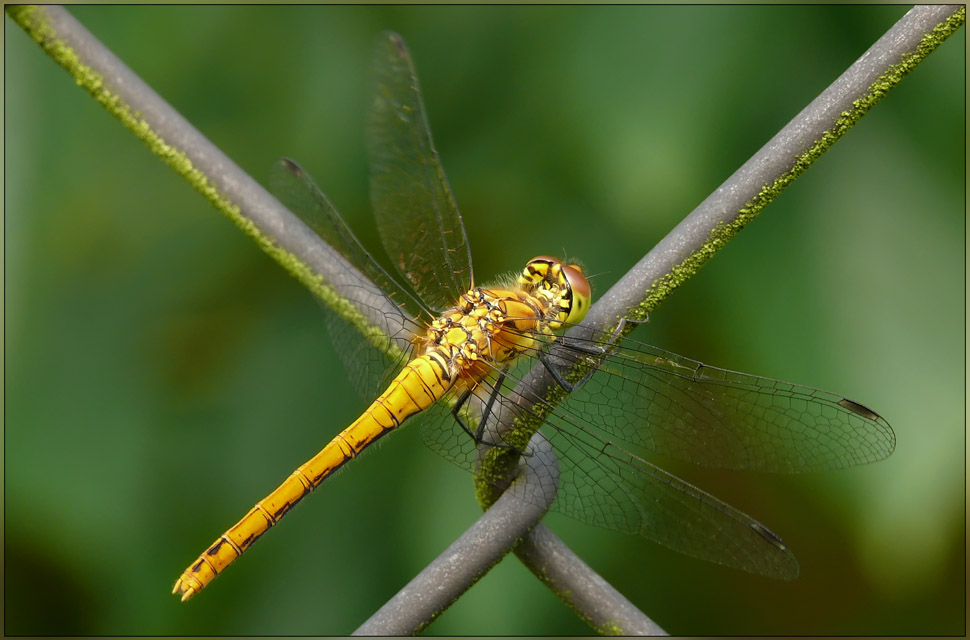 Libelle Draufsicht