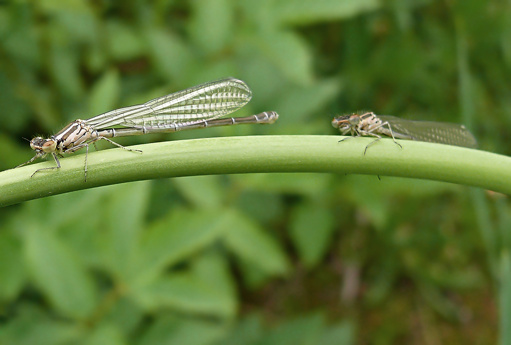 Libelle