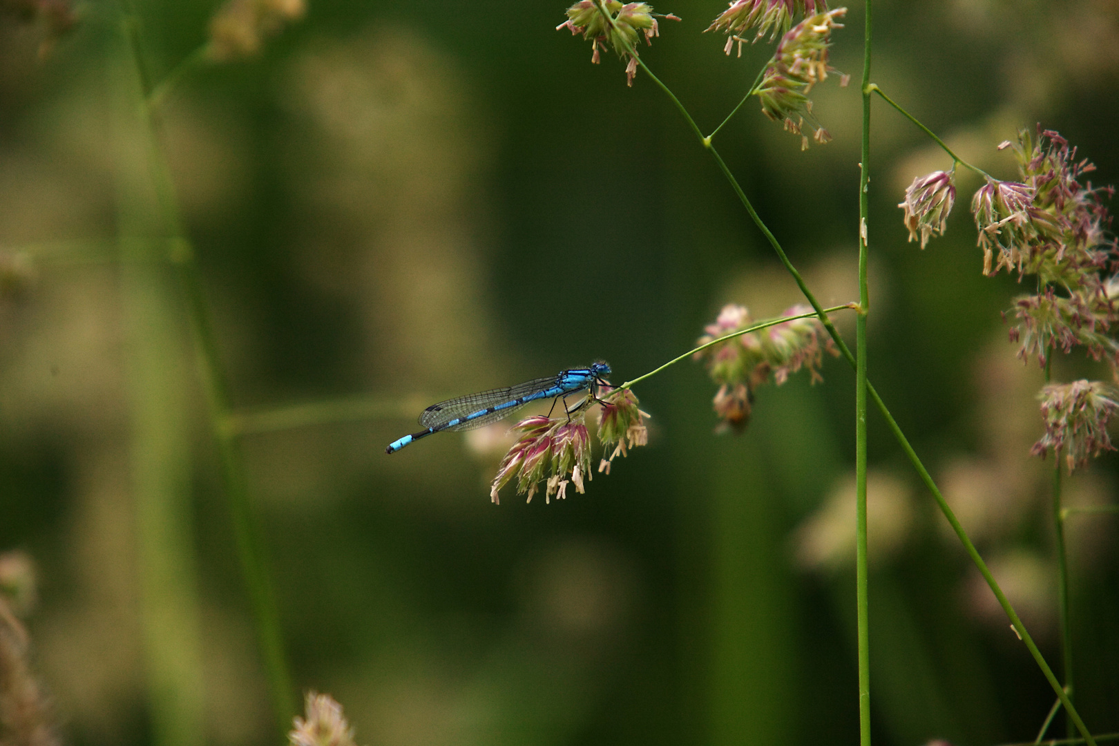 Libelle