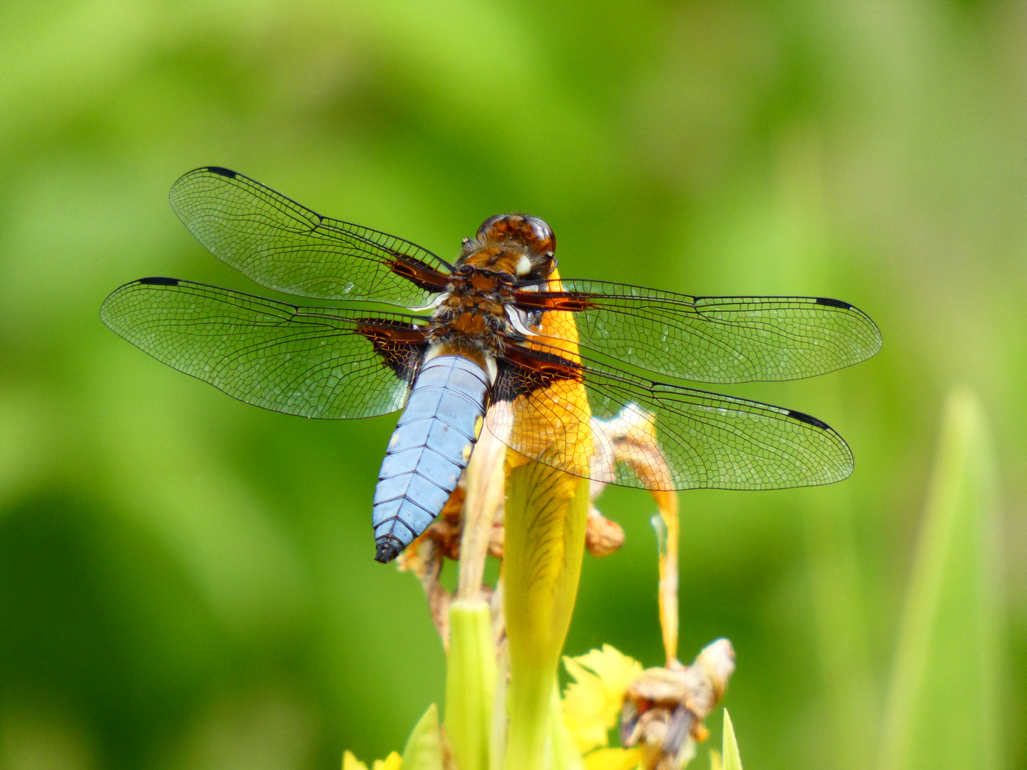 Libelle