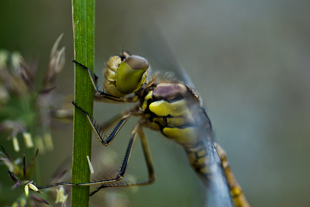 Libelle