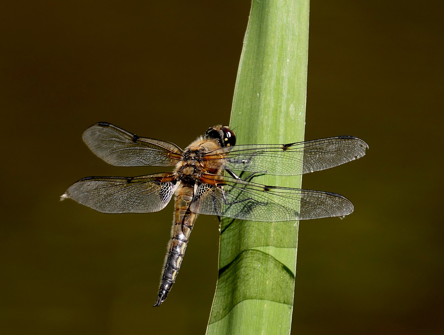 Libelle