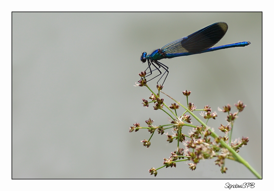 Libelle.....