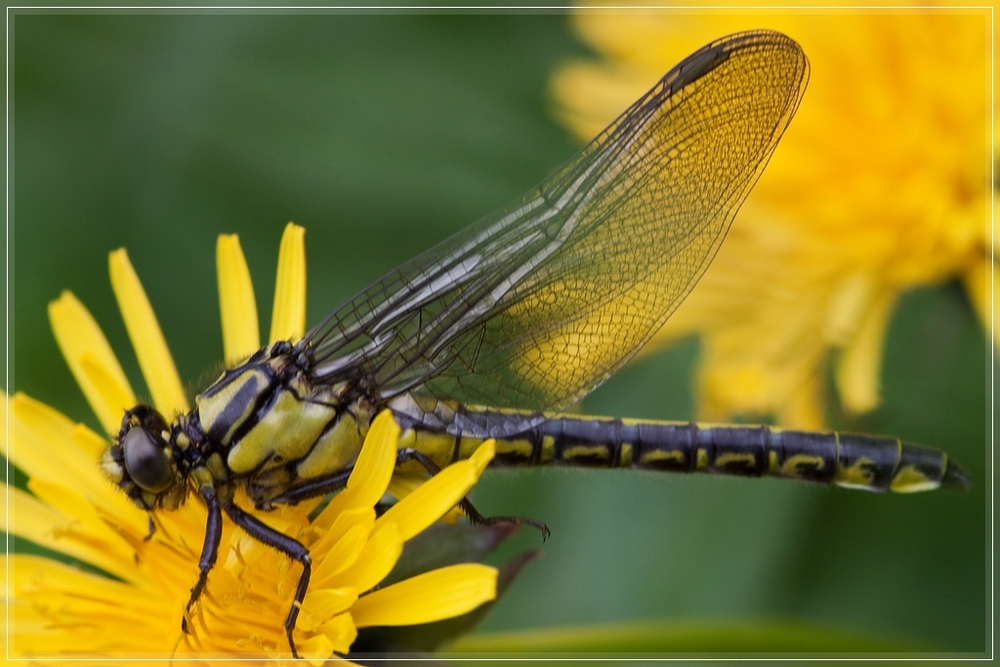 Libelle