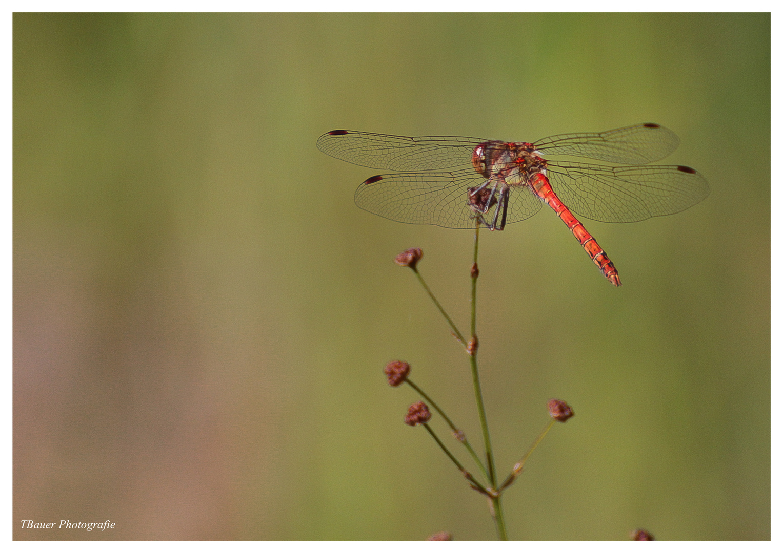 Libelle