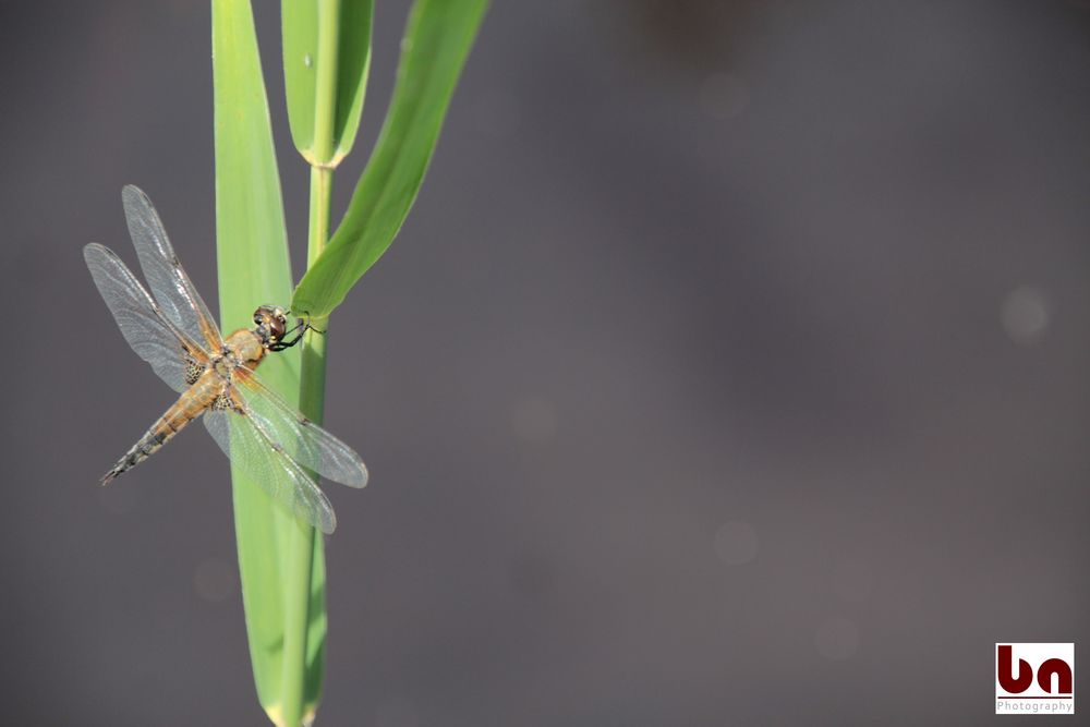 Libelle