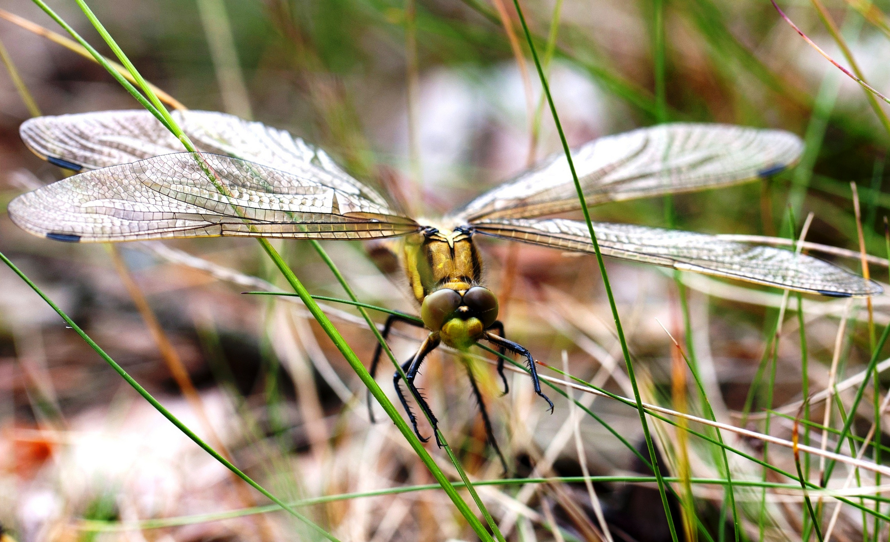 Libelle