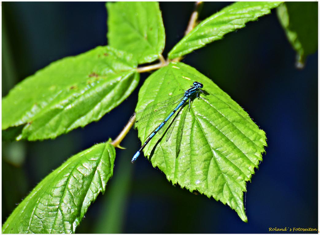 Libelle