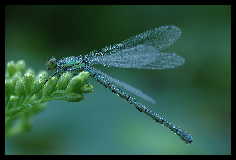 Libelle