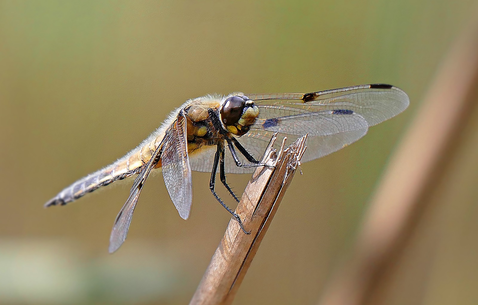 Libelle Foto And Bild Tiere Wildlife Libellen Bilder Auf Fotocommunity