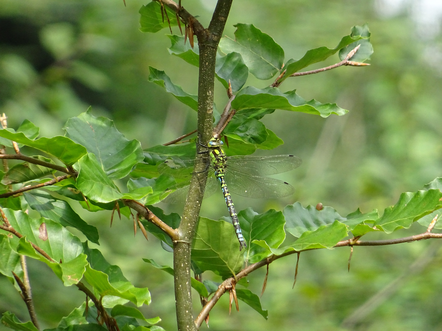 Libelle