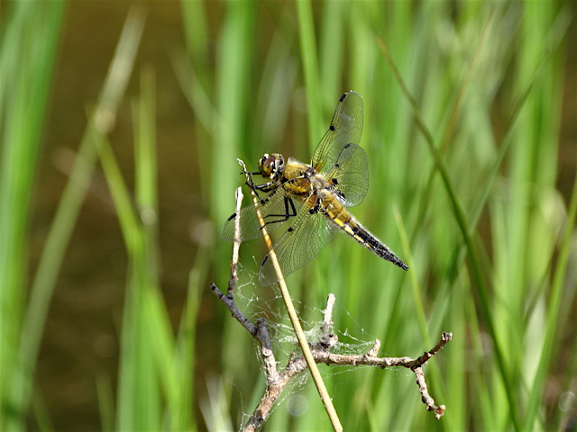 Libelle