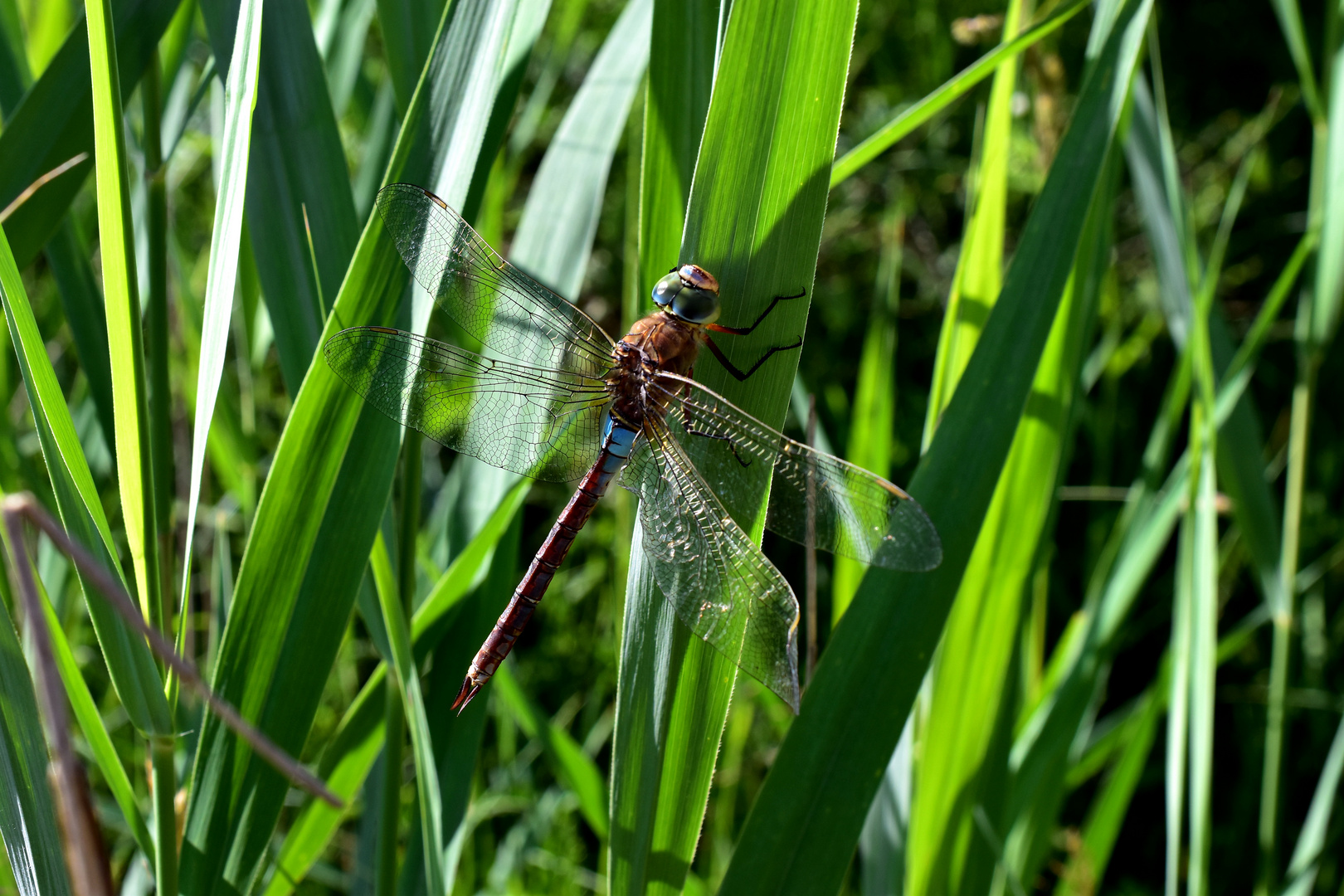 Libelle 