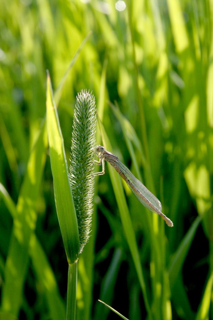 Libelle