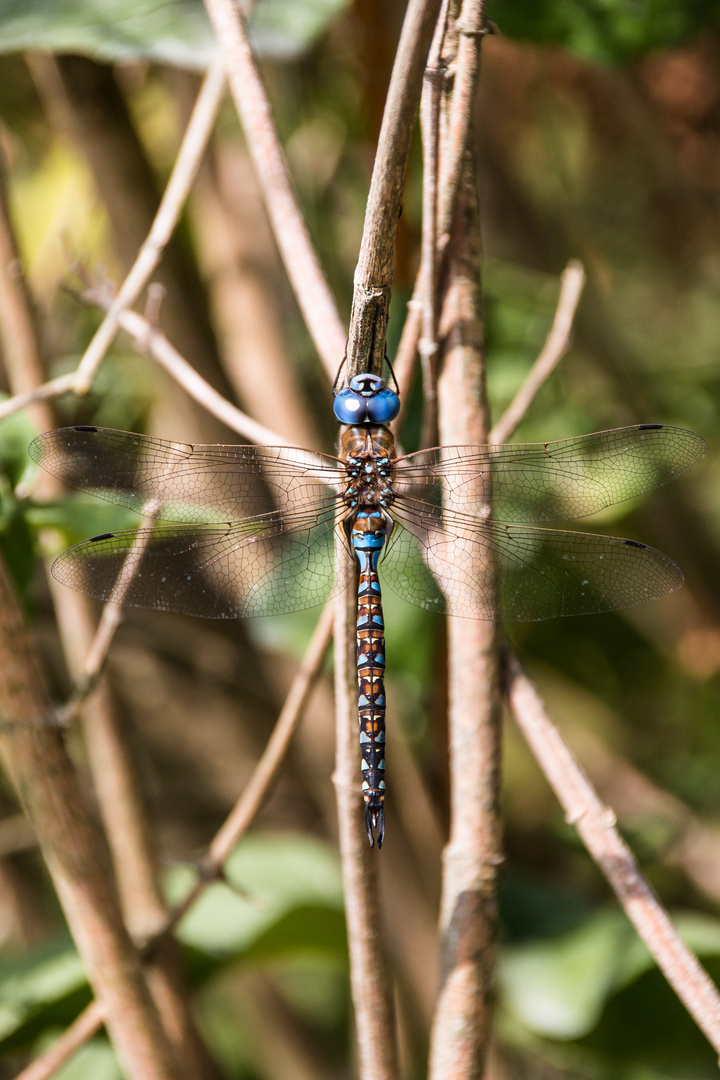 Libelle