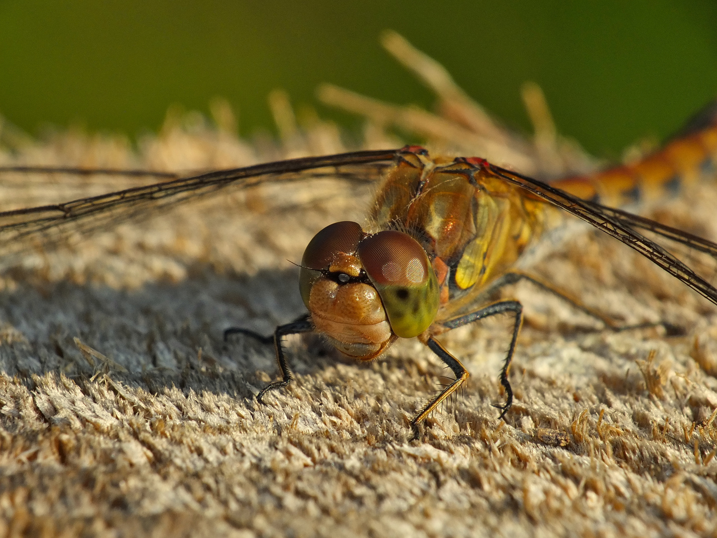 Libelle